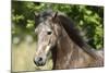 Andalusian 044-Bob Langrish-Mounted Photographic Print