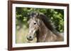 Andalusian 044-Bob Langrish-Framed Photographic Print