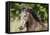 Andalusian 044-Bob Langrish-Framed Stretched Canvas