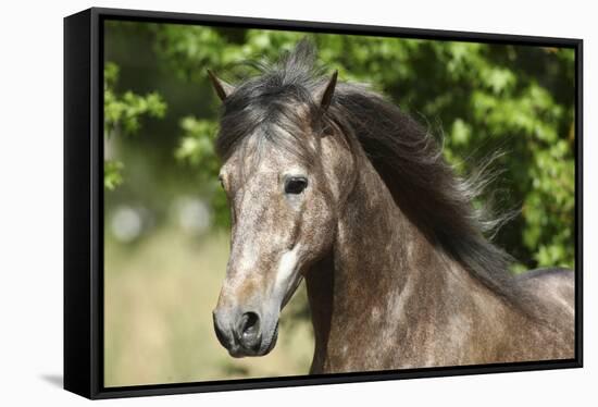 Andalusian 044-Bob Langrish-Framed Stretched Canvas