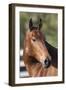 Andalusian 045-Bob Langrish-Framed Photographic Print