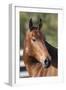 Andalusian 045-Bob Langrish-Framed Photographic Print