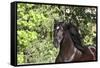 Andalusian 046-Bob Langrish-Framed Stretched Canvas