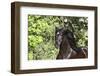 Andalusian 046-Bob Langrish-Framed Photographic Print