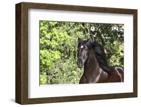 Andalusian 046-Bob Langrish-Framed Photographic Print