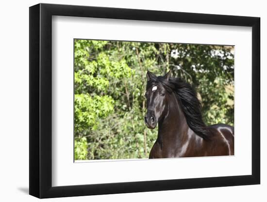 Andalusian 046-Bob Langrish-Framed Photographic Print