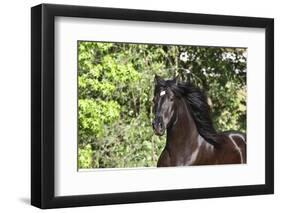 Andalusian 046-Bob Langrish-Framed Photographic Print