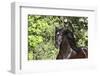 Andalusian 046-Bob Langrish-Framed Photographic Print