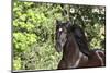 Andalusian 046-Bob Langrish-Mounted Photographic Print