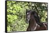 Andalusian 046-Bob Langrish-Framed Stretched Canvas