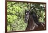 Andalusian 046-Bob Langrish-Framed Photographic Print