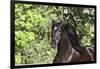 Andalusian 046-Bob Langrish-Framed Photographic Print