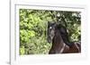 Andalusian 046-Bob Langrish-Framed Photographic Print