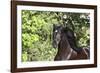 Andalusian 046-Bob Langrish-Framed Photographic Print