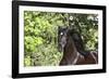 Andalusian 046-Bob Langrish-Framed Photographic Print