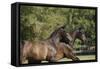 Andalusian 048-Bob Langrish-Framed Stretched Canvas