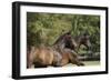 Andalusian 048-Bob Langrish-Framed Photographic Print