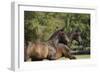 Andalusian 048-Bob Langrish-Framed Photographic Print