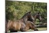 Andalusian 048-Bob Langrish-Mounted Photographic Print