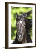 Andalusian 049-Bob Langrish-Framed Photographic Print