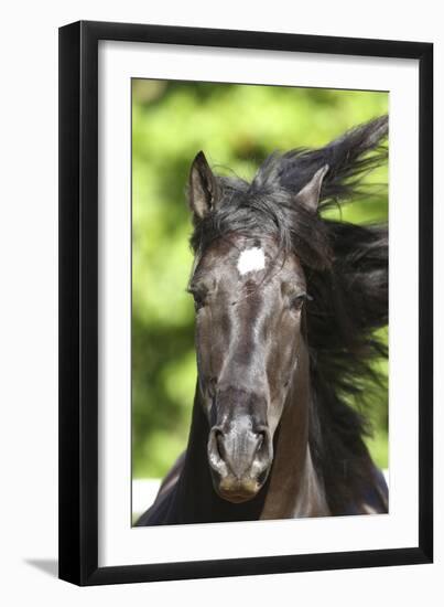 Andalusian 049-Bob Langrish-Framed Photographic Print