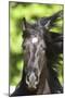 Andalusian 049-Bob Langrish-Mounted Photographic Print