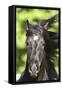 Andalusian 049-Bob Langrish-Framed Stretched Canvas