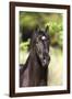 Andalusian 050-Bob Langrish-Framed Photographic Print