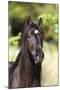 Andalusian 050-Bob Langrish-Mounted Photographic Print