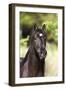 Andalusian 050-Bob Langrish-Framed Photographic Print