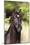 Andalusian 050-Bob Langrish-Mounted Photographic Print