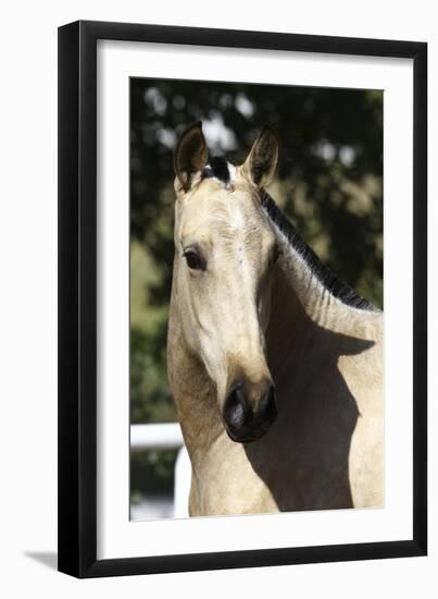 Andalusian 051-Bob Langrish-Framed Photographic Print