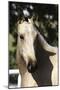 Andalusian 051-Bob Langrish-Mounted Photographic Print