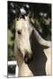 Andalusian 051-Bob Langrish-Mounted Photographic Print