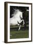 Andalusian 063-Bob Langrish-Framed Photographic Print