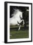 Andalusian 063-Bob Langrish-Framed Photographic Print