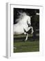 Andalusian 063-Bob Langrish-Framed Photographic Print