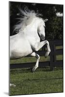 Andalusian 063-Bob Langrish-Mounted Photographic Print