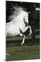 Andalusian 063-Bob Langrish-Mounted Photographic Print