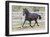 Andalusian 073-Bob Langrish-Framed Photographic Print