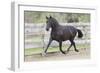 Andalusian 073-Bob Langrish-Framed Photographic Print