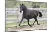 Andalusian 073-Bob Langrish-Mounted Photographic Print