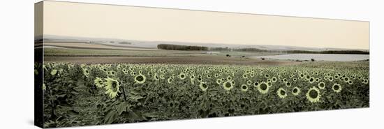 Andalusian Sun Flowers-Alan Blaustein-Stretched Canvas