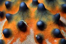 Close-Up of a Knobbly Sea Star/Horned Sea Star (Protoreaster Nodosus), Bunaken, Indonesia-Andaman-Photographic Print