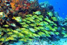 School of Fish-AndamanSE-Photographic Print