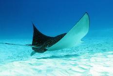 Spotted Eagle Ray-AndamanSE-Photographic Print