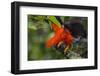 Andean Cock-of-the-rock male at lek, Amazonia, Peru-Alex Hyde-Framed Photographic Print