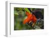 Andean Cock-of-the-rock male at lek, Amazonia, Peru-Alex Hyde-Framed Photographic Print