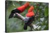 Andean cock-of-the-rock, Manu Biosphere Reserve, Peru-Nick Garbutt-Stretched Canvas