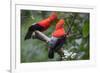 Andean cock-of-the-rock, Manu Biosphere Reserve, Peru-Nick Garbutt-Framed Photographic Print